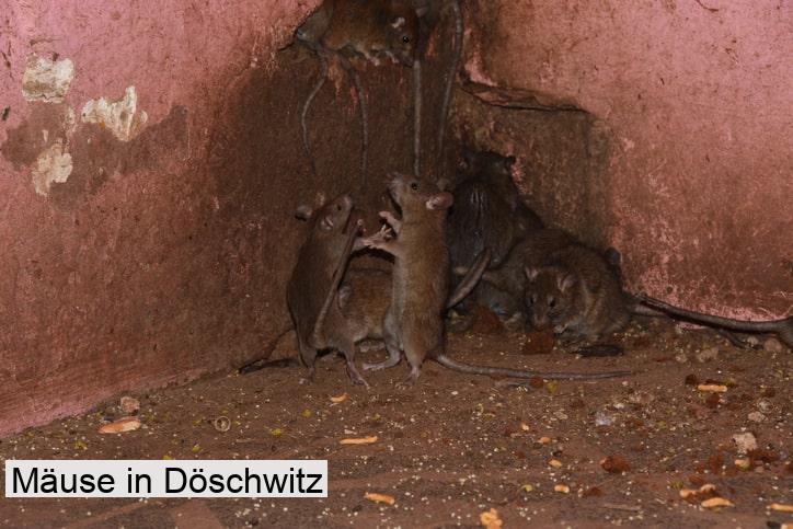Mäuse in Döschwitz